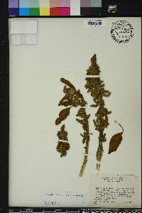 Amaranthus dubius image