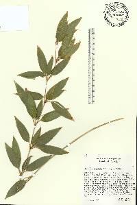 Shibataea kumasasa image