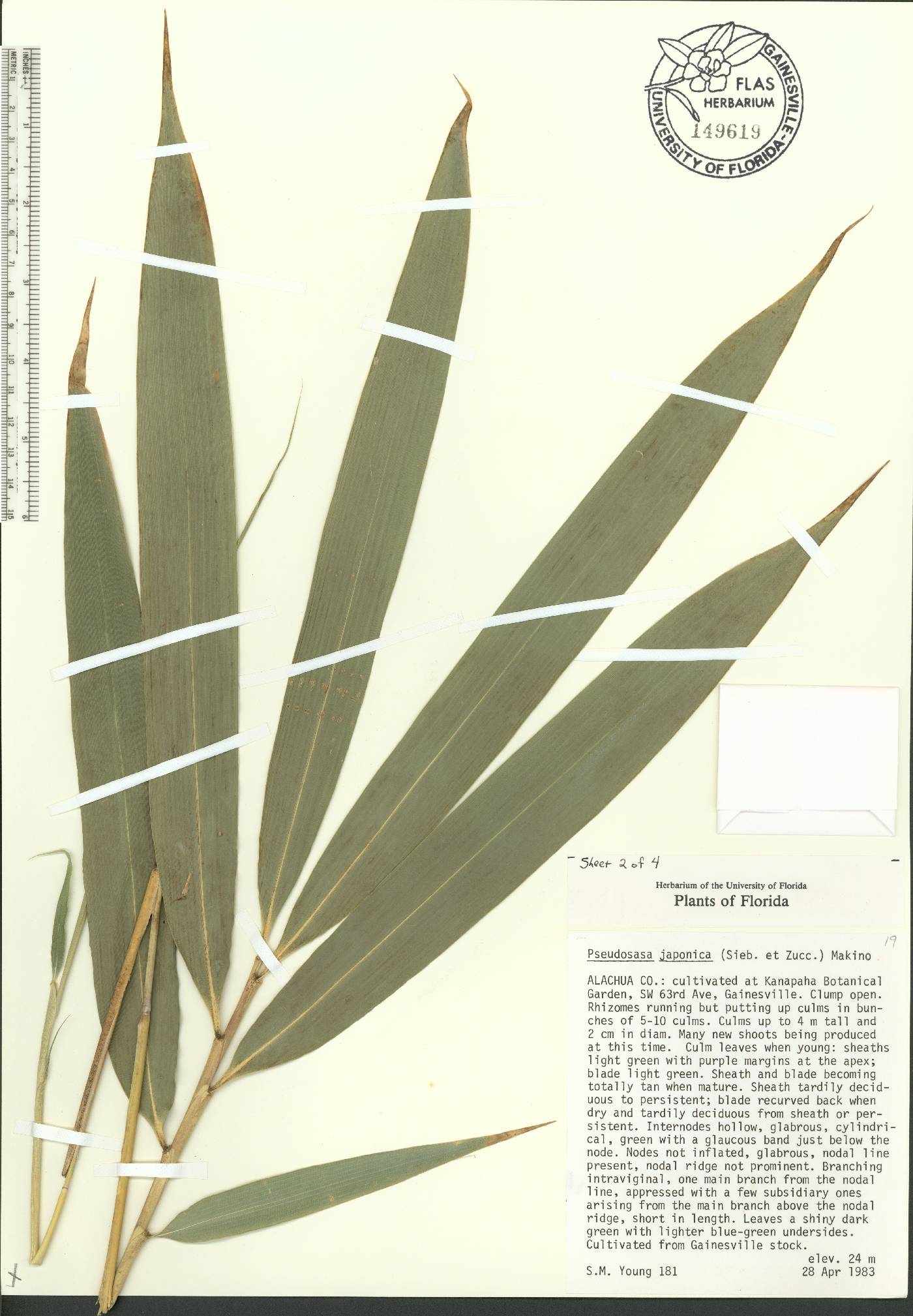 Pseudosasa japonica image