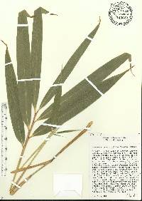 Pseudosasa japonica image