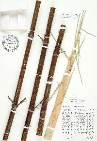 Phyllostachys nigra image