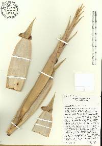 Phyllostachys nidularia image