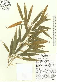 Phyllostachys nidularia image