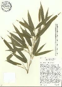 Phyllostachys nidularia image