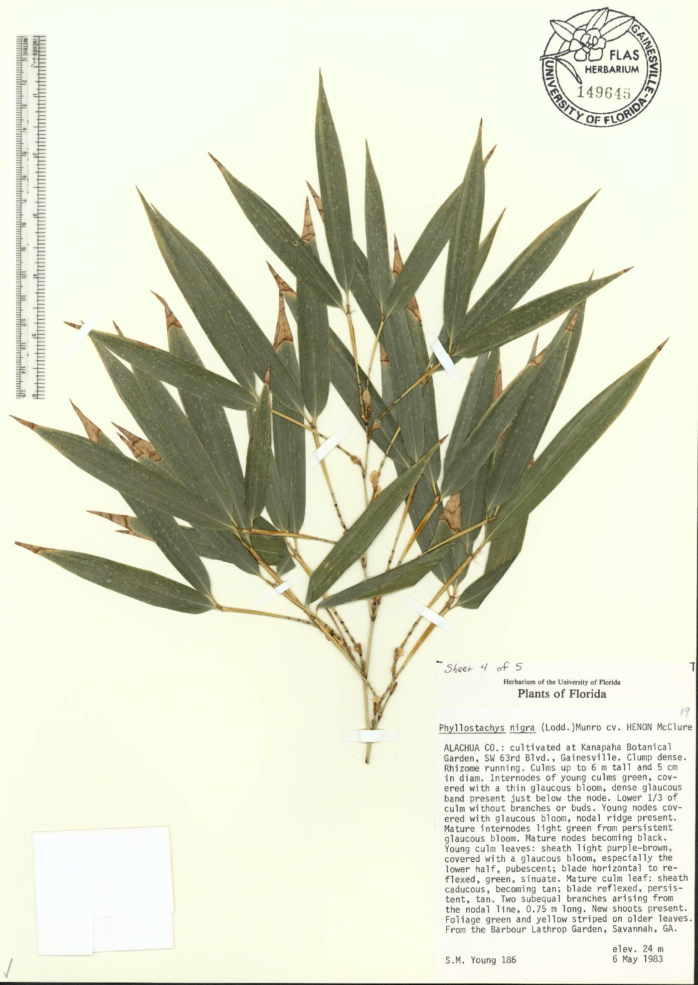 Phyllostachys nigra image