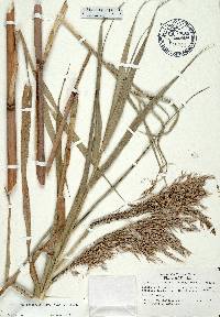 Phragmites karka image