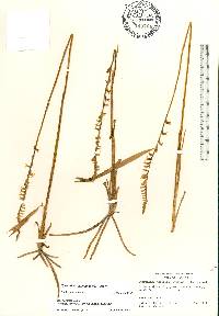 Spiranthes laciniata image