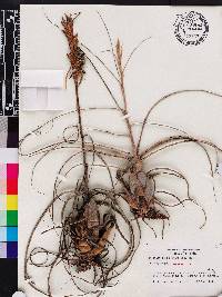 Tillandsia balbisiana image