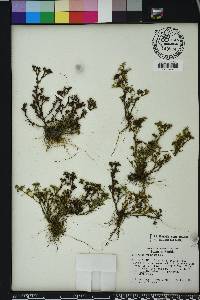 Polypremum procumbens image