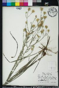 Pityopsis graminifolia image