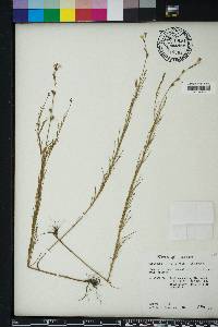 Oenothera linifolia image