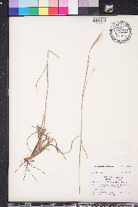 Andropogon ternarius image