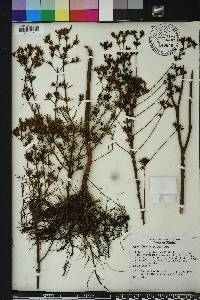 Hypericum fasciculatum image