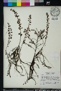 Ludwigia microcarpa image