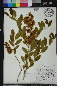 Lyonia mariana image