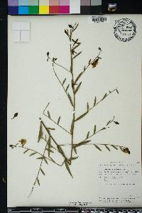 Ludwigia decurrens image