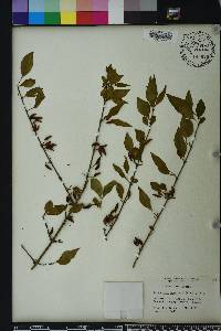 Forestiera acuminata image