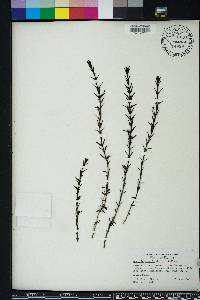 Sophronanthe hispida image