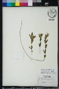 Dyschoriste oblongifolia image