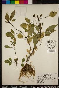 Bidens alba image