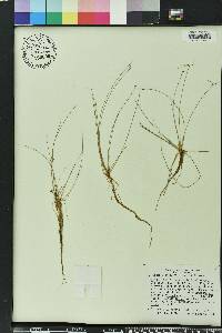 Eleocharis baldwinii image