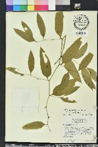 Smilax smallii image