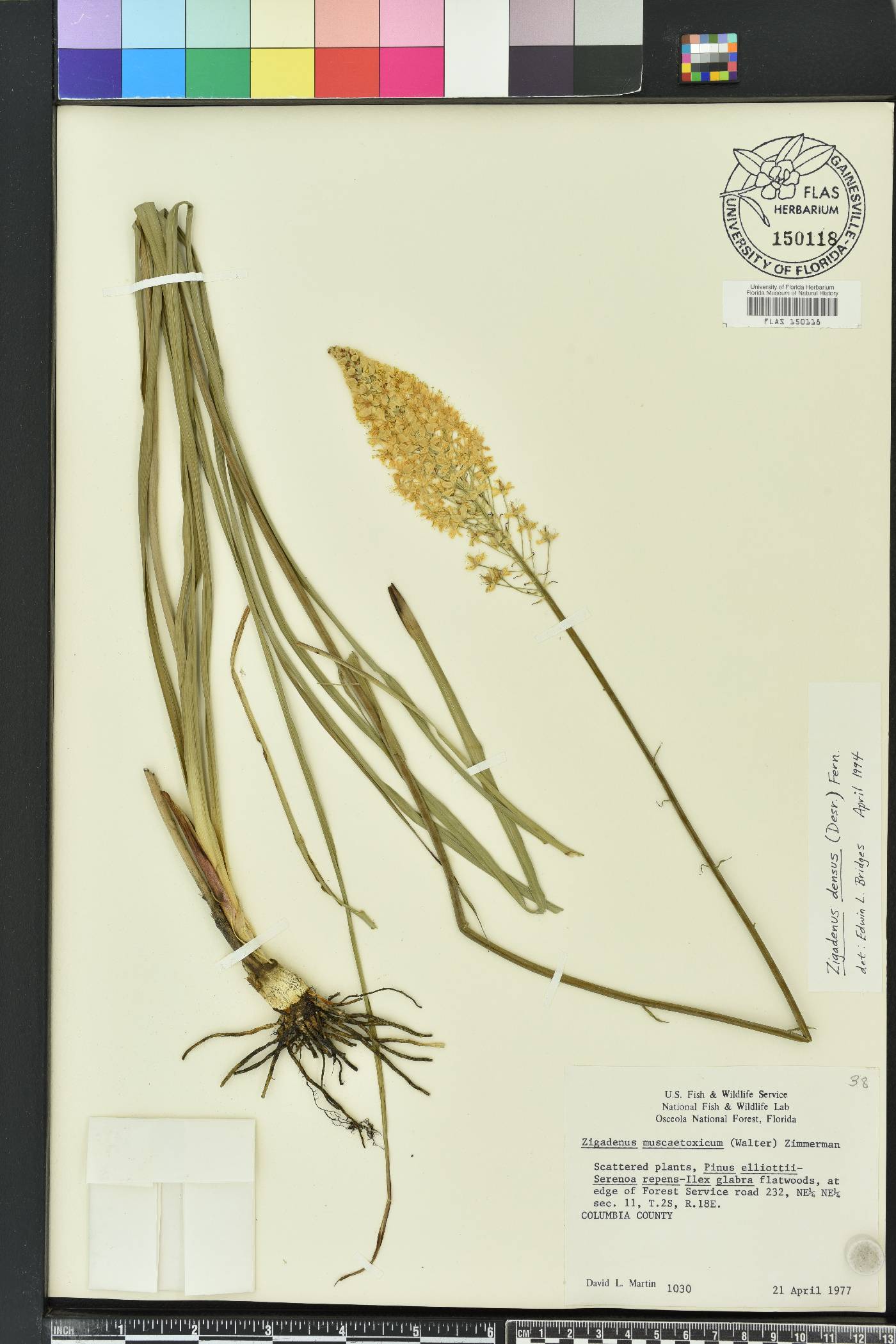 Stenanthium densum image