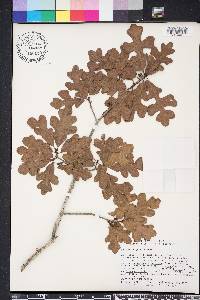 Quercus margarettae image