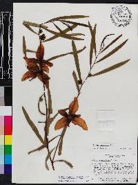 Asimina angustifolia image