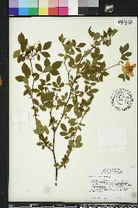 Rosa palustris image