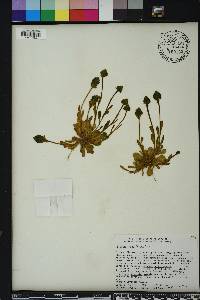 Polygala nana image