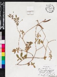 Tephrosia spicata image