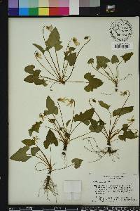 Viola palmata image