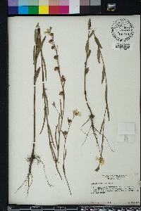 Ludwigia maritima image