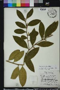 Leucothoe axillaris image