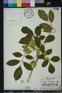 Fraxinus caroliniana image