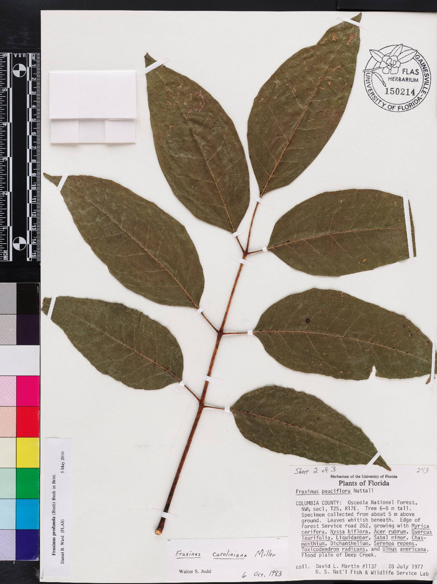 Fraxinus pauciflora image