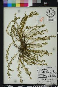 Polypremum procumbens image