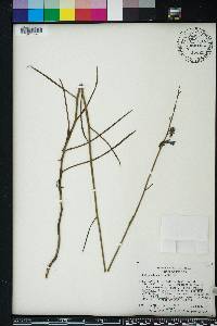 Lobelia glandulosa image