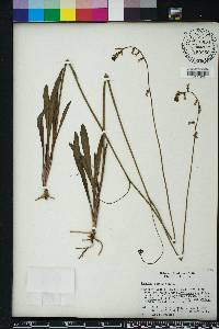 Lobelia paludosa image