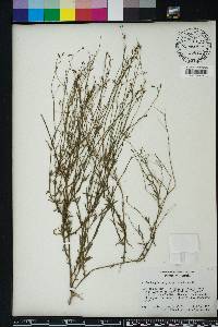 Wahlenbergia marginata image