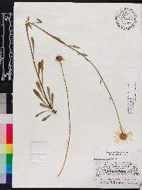 Balduina uniflora image