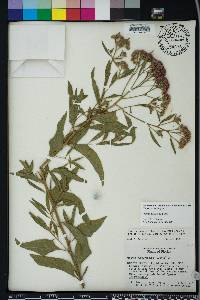 Pluchea odorata image