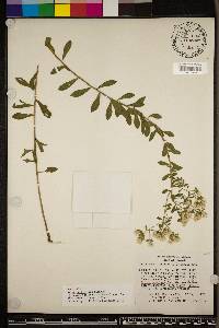 Sericocarpus tortifolius image