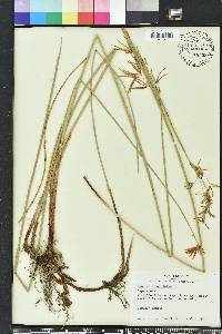 Cyperus articulatus image