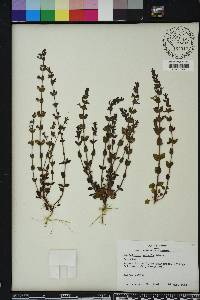 Scutellaria parvula image