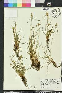 Kyllinga odorata image