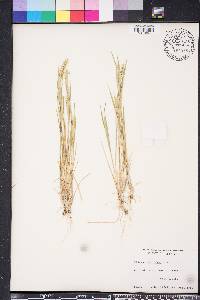 Hordeum pusillum image