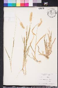 Setaria pumila image