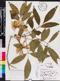 Fraxinus caroliniana image